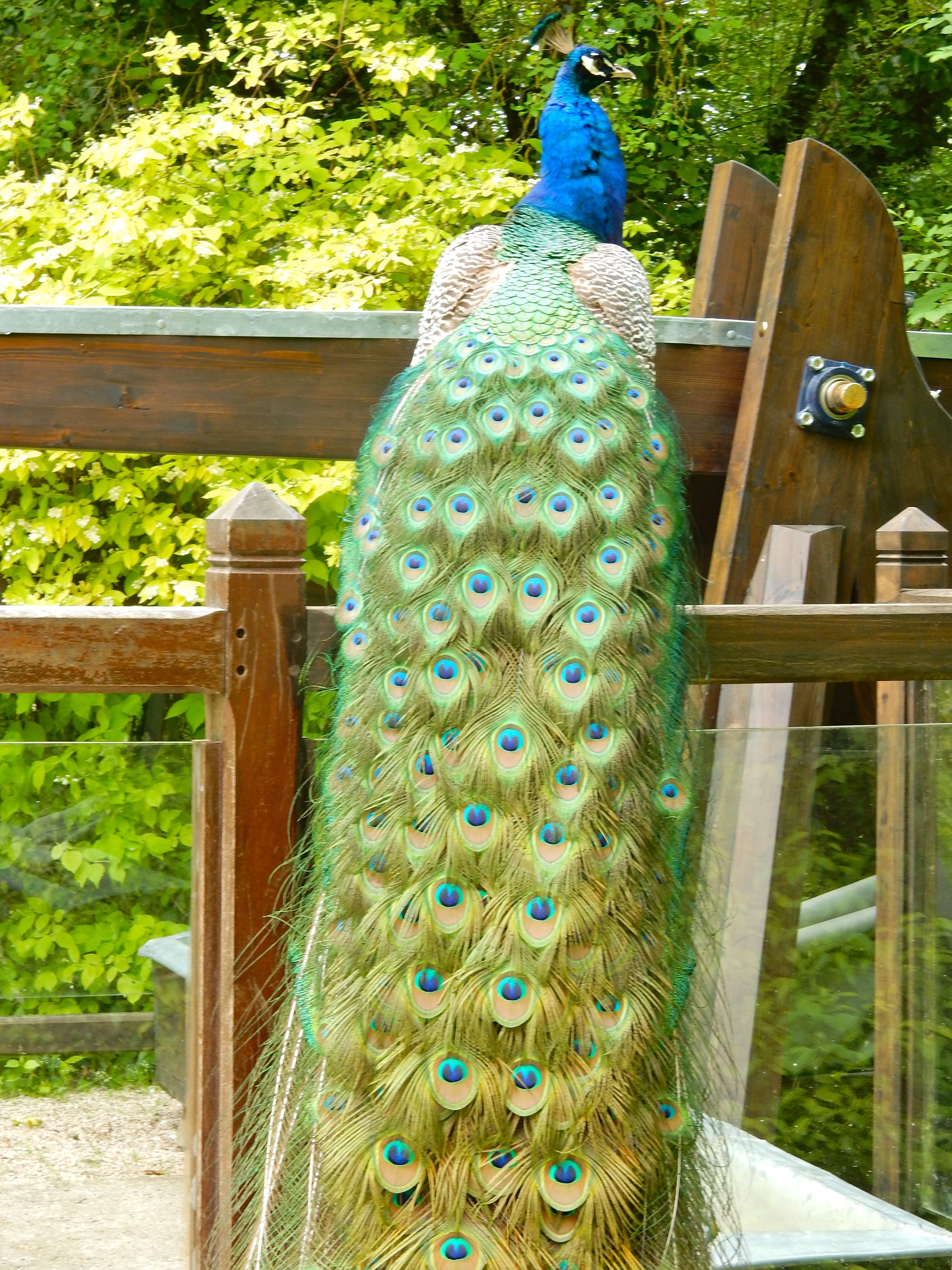 peacockplume